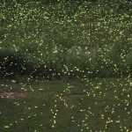Make some campfire memories this summer Fireflies lighting up yard