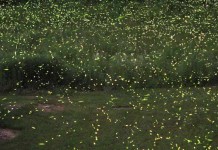 Bioluminescence – Living Lights Fireflies lighting up yard