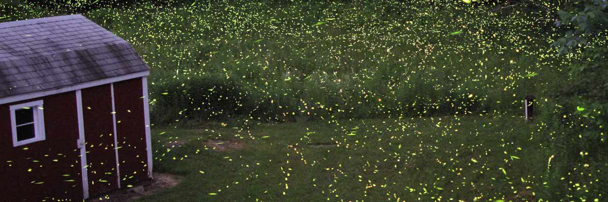 Make some campfire memories this summer Fireflies lighting up yard