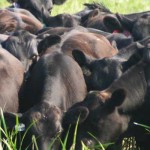 Superbugs and antibiotic resistance: the facts