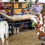 Ohio Texas Longhorn show draws a crowd Longhorn Tempters