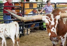 Ohio Texas Longhorn show draws a crowd Longhorn Tempters