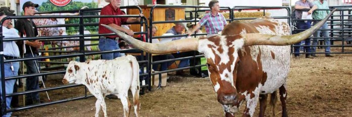 Longhorn Tempters Longhorn Tempters