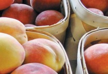Fruit recalled due to bacteria Peaches