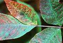 How to Tuesday: Identify poison ivy, oak and sumac Poison sumac leaves
