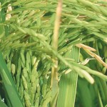 Buffalo, New York art exhibit features rice farming Rice plant