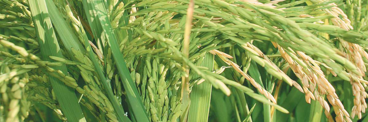 Rice plant