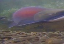 Keeping an eye on salmon runs and guinea fowl hatchings Salmon run