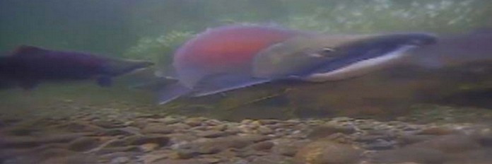 Salmon run Salmon run