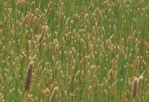 “Superweeds” a problem for farmers Weeds