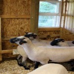 Anna Montazzoli 4-H member