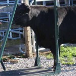 Leah Fine – 4-H member