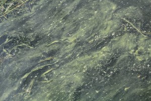 Algae in Lake Erie