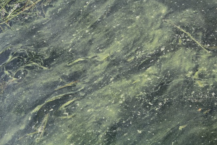 algae in Lake Erie