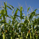 Ask FSA Andy about relief programs Corn growing in the field. California