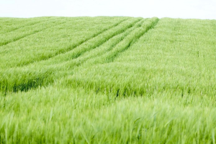 Oats fields Oats fields