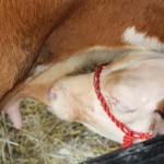 Plan ahead for the calving season