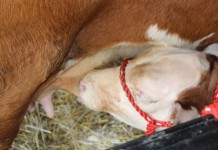 Plan ahead for the calving season
