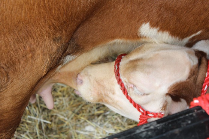Portage calf sucking