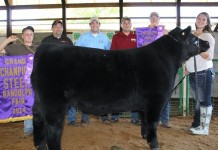 Portage County Fair auction 2014