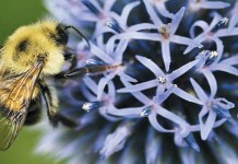Save the bees: Ortho removes pesticides thought to harm pollinators