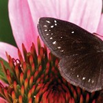 A trip to the California Bug Fair butterfly