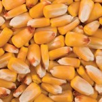 Corn crop to exceed demand, farmers worry corn