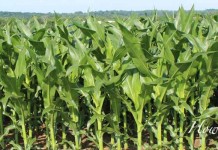 How to estimate corn and soybean yields Corn field