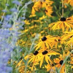 Penn State uses trial and error to test flower varieties Flower garden