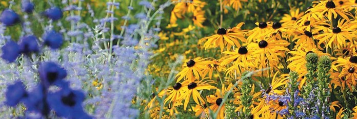 Flower garden Flower garden