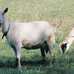 Dairy Goats (Infographic) Goats grazing in field