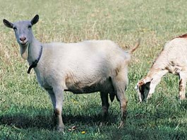 Dairy Goats (Infographic) Goats grazing in field