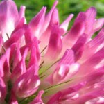 Cover crops for farm and garden Red clover