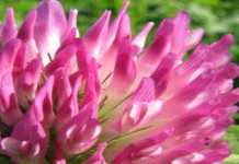 Cover crops for farm and garden Red clover