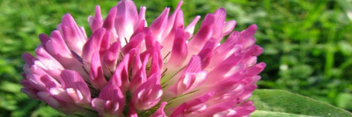 Red clover Red clover