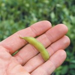 Record Ohio harvest, though some futures prices don’t match yield soybean