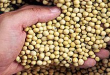 Beware of diet fad avoiding lectins soybean seeds
