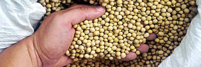soybean seeds soybean seeds