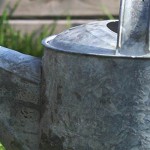 Toxic water affects some plants more than others watering can