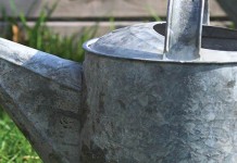 Toxic water affects some plants more than others watering can