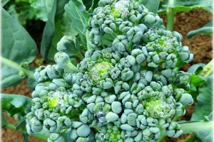 Broccoli raab