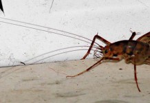Greenhouse camel crickets abundant in eastern U.S. Camel Cricket
