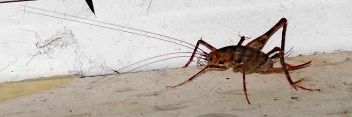 Camel Cricket Camel Cricket