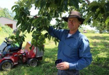 American chestnut on the comeback trail
