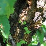 chestnut tree with blight