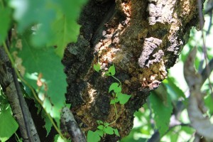 Chestnut blight (Brian Lisik photo)