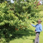 Can you make money with chestnuts? Learn how Nov. 6