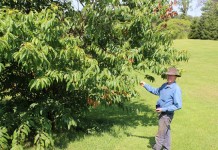 Can you make money with chestnuts? Learn how Nov. 6