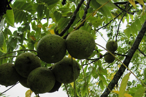 Black Walnuts in tree