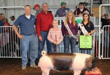 New record at Tuscarawas County Fair sale
